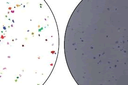 focus_zapper_mar2013_gif